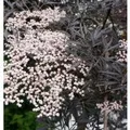 Produktbild: Hochstamm Schwarzer Holunder Black Lace 80-100cm - Sambucus nigra