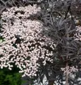 Produktbild: Hochstamm Schwarzer Holunder Black Lace® 80-100cm - Sambucus nigra