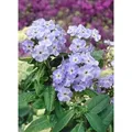 Produktbild: Sonstige - Phlox Paniculata 'blue Boy' P 1
