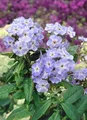 Produktbild: Phlox paniculata 'Blue Boy' 11 cm Topf – Winterhart, Mehrjährig, Pflegeleicht – Sommerphlox – Staude für Beet & Garten