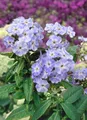 Produktbild: Pflanzen für Dich Staude Phlox pan. Blue Boy, 1 St., Hoher Stauden-Phlox, Flammenblume