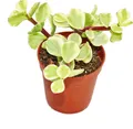 Produktbild: Portulacaria afra var. - Jadebaum - kleine Pflanze im 5,5cm Topf