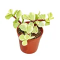 Produktbild: Exotenherz Kaktus Portulacaria afra var. - Jadebaum - kleine Pflanze im 5,5cm Topf