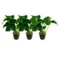 Produktbild: AquaOne Aquarium Pflanze 3 Stück Anubias barteri var.barteri I Wasserpflanze Aquariumpflanze Wurzelstock/Rhizom voll durchwurzelt einfach pflegeleicht Aquascaping Dekoration