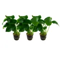 Produktbild: Aquarium Pflanze 3 Stück Anubias barteri Wasserpflanze Deko AquaOne Nr.301A Set