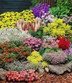 Produktbild: BALDUR Garten Großer Staudengarten, 12 Pflanzen, begeistert jedes Jahr mit seiner Blütenfülle, buntes Staudenbeet, winterhart, mehrjährig, bienenfreundlich, perfekt für Gartenbeete & Naturgärten