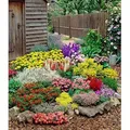 Produktbild: BALDUR Garten 12er Set Großer Staudengarten, Pflanzen im 7x7 cm-Topf, begeistert jedes Jahr mit seiner Blütenfülle, buntes Staudenbeet, winterha...