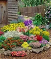 Produktbild: BALDUR Garten Staude 12er Großer Staudengarten, 12 St., Schmetterlingspflanze, winterhart, mehrjährig