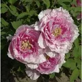 Produktbild: Strauchpfingstrose Hana Kisoi - Paeonia suffruticosa