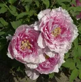 Produktbild: Strauchpfingstrose Hana Kisoi - Paeonia suffruticosa