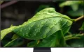 Produktbild: Samsung 55