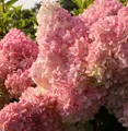 Produktbild: Hochstamm Rispenhortensie Vanille Fraise® 60-80cm - Hydrangea paniculata