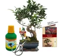 Produktbild: Geschenkset Bonsai 