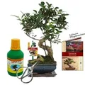 Produktbild: Exotenherz Geschenkset Bonsai Ficus Chinesischer Feigenbaum ca. 6 Jahre Alt Anfänger-Set