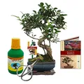 Produktbild: Geschenkset Bonsai 