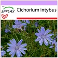 Produktbild: SAFLAX - Heilpflanzen - Wegwarte - 250 Samen - Cichorium intybus