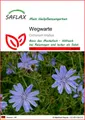 Produktbild: SAFLAX Blumensamen SAFLAX - Samen - Wegwarte