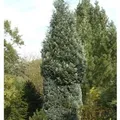 Produktbild: Scheinzypresse Pelts Blue 60-80cm - Chamaecyparis,awsoniana