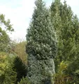 Produktbild: Scheinzypresse Pelts Blue 60-80cm - Chamaecyparis lawsoniana