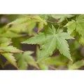 Produktbild: Acer Palmatum Sangokaku Japanischer Ahorn Korallenrot 40–60 cm