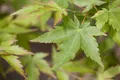 Produktbild: Pflanzen für Dich Gehölze Acer palmatum Sangokaku, 1 St., Japanischer Ahorn, Fächerahorn