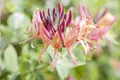 Produktbild: Pflanzen für Dich Kletterpflanze Lonicera periclymenum, 1 St., Waldgeißblatt, Jelängerjelieber, Echtes Geißblatt, duftend, kletterpflanze