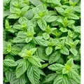 Produktbild: Grüne Minze Spearmint - Mentha spicata