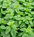 Produktbild: Grüne Minze Spearmint - Mentha spicata