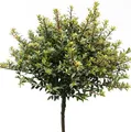 Produktbild: Hochstamm Löffel Ilex Glorie Dwarf 40-60cm - Ilex crenata