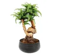 Produktbild: Exotenherz Zimmerpflanze Zimmerbonsai Araucaria cunninghamii ca. 65cm hoch 25cm Schale