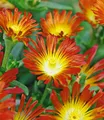 Produktbild: BALDUR Garten Bodendecker Winterharte Eisblume 'Fire Wonder', 3 St., Mittagsblume, reichblühend, winterhart, mehrjährig, pflegeleicht