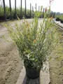 Produktbild: Purpur Weide - Salix purpurea Purple Willow 60-100