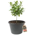 Produktbild: Blumenkübel XXL 90 Liter RUND 43cm hoch 63cm Durchmesser Made in Europe