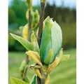Produktbild: Magnolia Blütenmagnolie Blue Opal 60-80 cm