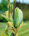 Produktbild: Pflanzen für Dich Gehölze Magnolia Blue Opal, 1 St., Magnolie