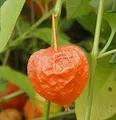 Produktbild: Lampionblume - Physalis alkekengi - lebende Gartenpflanze aus den Baumschulen