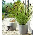 Produktbild: BALDUR Garten 1x Schwarzes Lampenputzergras, Pflanze im 9x9 cm-Topf, Ziergras, winterharte Staude, trockenresistent, mehrjährig, blühend, Pennise...