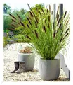 Produktbild: BALDUR Garten Schwarzes Lampenputzergras, 1 Pflanze, Ziergras, winterharte Staude, trockenresistent, mehrjährig, blühend, Pennisetum alopecuroides var. viridescens, Federborstengras