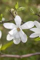 Produktbild: Pflanzen für Dich Gehölze Magnolia kobus, 1 St., Kobus-Magnolie, Kobushi-Magnolie