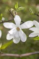 Produktbild: Magnolia kobus, weiß blühend, 60–80 cm