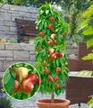 Produktbild: Säulen-Nektarine 'Licecol®', 1 Pflanze, Nektarinenbaum, Prunus persica
