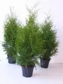 Produktbild: Thuja occidentalis 'Brabant' 80–100 cm – Winterhart, Immergrün, Pflegeleicht – Lebensbaum – Heckenpflanze für Garten & Sichtschutz