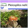 Produktbild: SAFLAX - Sukkulenten - Lebender Granit - 40 Samen - Pleiospilos nelii