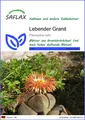 Produktbild: SAFLAX - Samen - Lebender Granit - 40 Samen