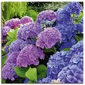 Produktbild: ARTLAND Wanddeko Leinwand Bilder Wandbild 70x70 cm Hortensien Botanik Blumen Blüten Garten Natur Pflanze T4QJ