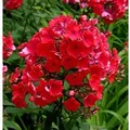 Produktbild: Hohe Flammenblume Red Riding Hood - Phlox paniculata