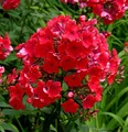 Produktbild: Hohe Flammenblume Red Riding Hood - Phlox paniculata
