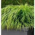 Produktbild: Japanisches Berggras Nicolas - Hakonechloa macra