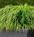 Produktbild: Japanisches Berggras Nicolas - Hakonechloa macra