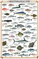 Produktbild: empireposter Educational Mediterranean Fish - Mittelmeer Fische Bildung Lernposter Druck + 2 St Posterleisten Kunststoff 62 cm transparent